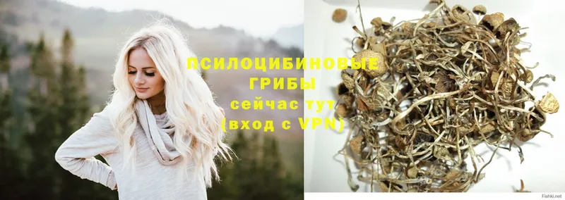 где продают   Нестеров  Псилоцибиновые грибы Magic Shrooms 